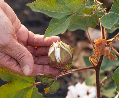 cotton cotton